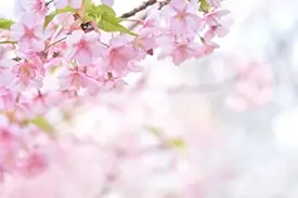 Küchenrückwand mit Kirschblüten