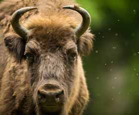 Foto auf gebürstetem Alu-Dibond Bison