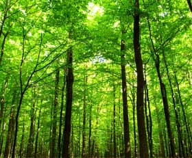 Gartenposter Wälder