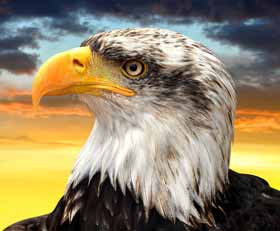Foto auf Acrylglas Adler