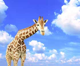 Fototapeten Giraffe