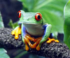 Foto auf Acrylglas Frosch