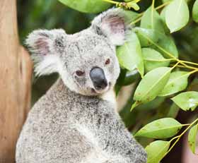 Foto auf gebürstetem Alu-Dibond Koala