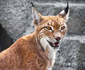 Foto auf gebürstetem Alu-Dibond Luchs