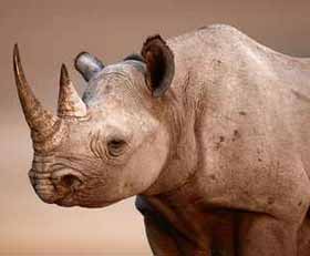 Foto auf gebürstetem Alu-Dibond Nashorn