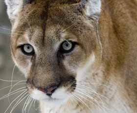 Runde Wanddeko Puma