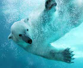Foto auf Acrylglas Eisbär