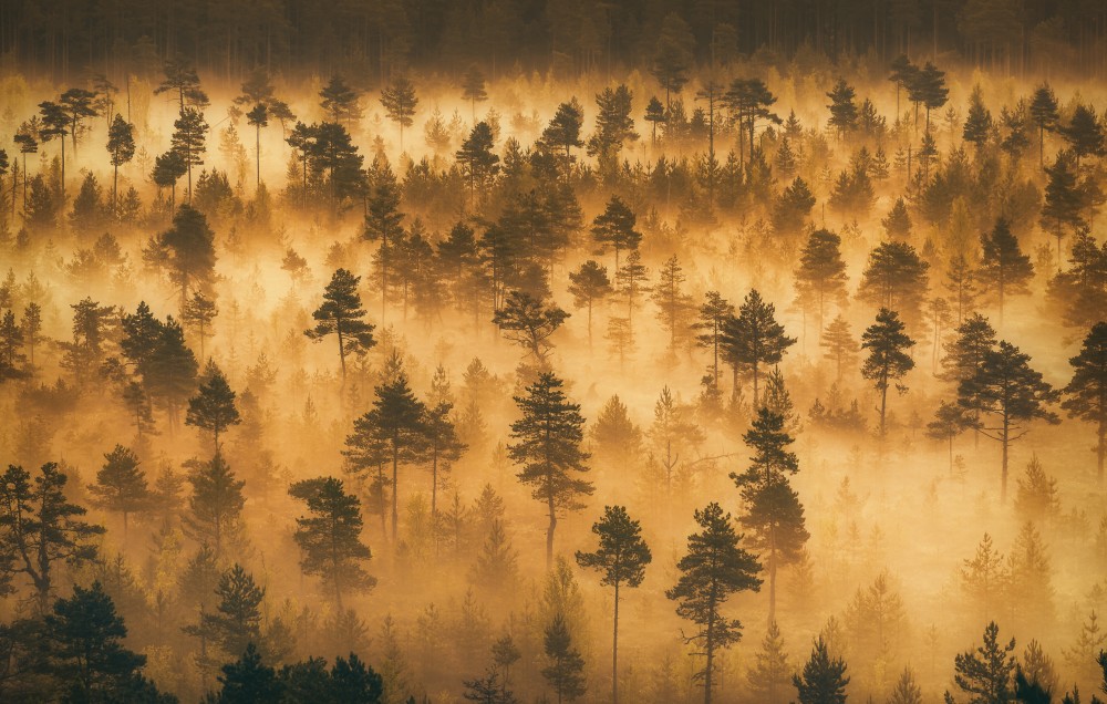 Küchenrückwand glas motiv Wald im Nebel Bos in mist